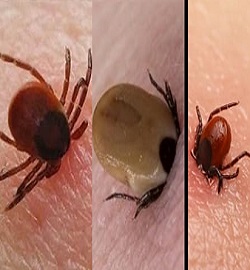 alalam 636409406388219783 25f 4x3 1