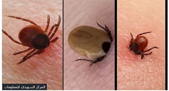 alalam 636409406388219783 25f 4x3 1