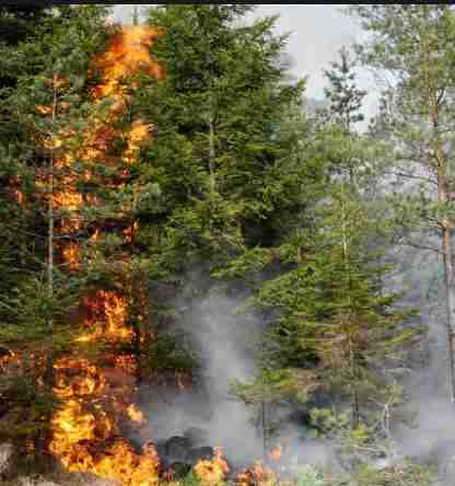 إندلاع حرائق جديدة في Gislaved مقاطعة يونشوبينج والشرطة ترجح السبب " رحلات الشواء" 5 Untitled 7 5