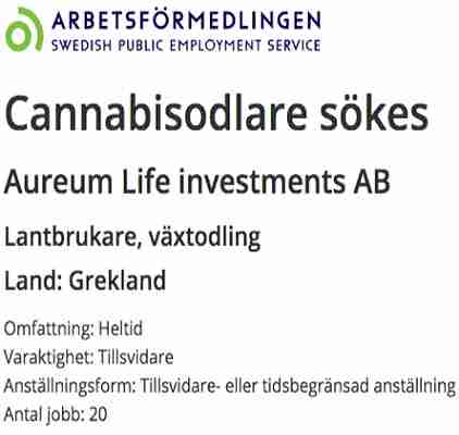 إعلان على مكتب العمل السويدي يطلب 20 شخص بدون خبرة لزراعة نبات القنب " الحشيش" 2 2 7