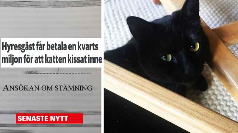 katt stamning 1080x675 1