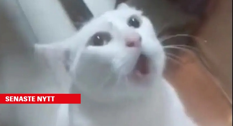 شاهد.. رجل أحضر قطاً ليصطاد فأراً فحصل ما لا يخطر على البال! 1 39c9f329 09f1 46cb 9a7c