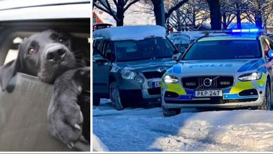 hund boter bil tusen kronor pengar djur botfallas 1